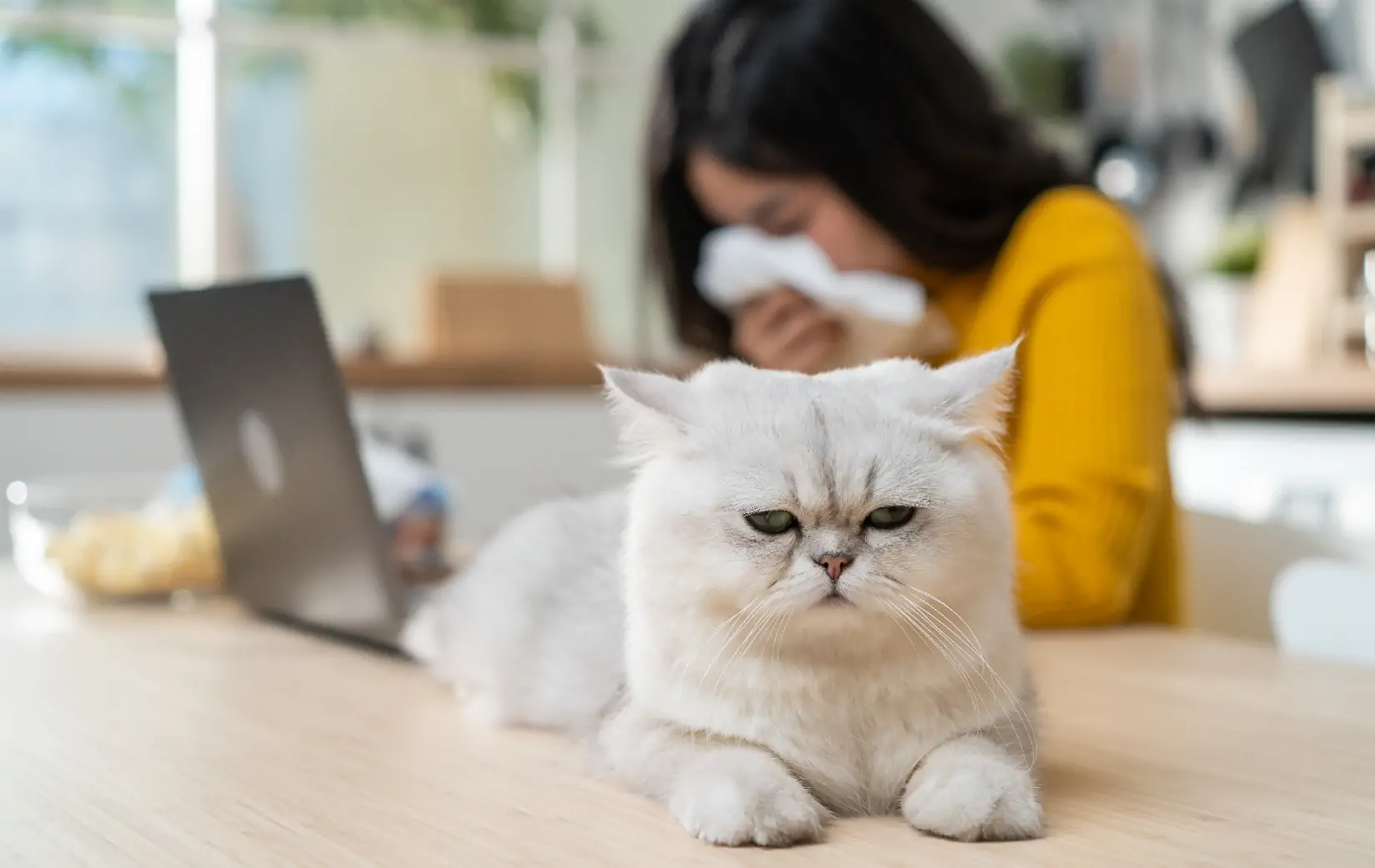 Kedi Alerjisi Nedir? Kedi Tüyü Alerjisi Belirtileri?