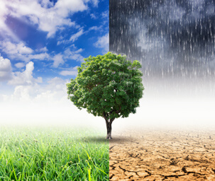Climate Insurance